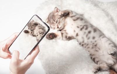 Women taking photo to Cat with cell telephone or smartphone digi