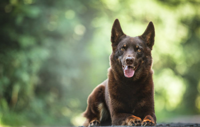 Australian Kelpie dog sitting and looking up