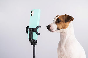 Telemedicine for pets