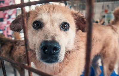 Portrait of lonely sad abandoned stray dog behind the fence at animal shelter. Best human's friend is waiting for a forever home. Animal rescue concept